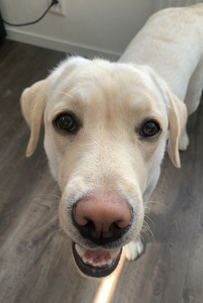 A photo of my labrador dog Trixie. She's on the ground, looking up close to the camera. Her mouth is open, giving her a silly look. You can almost feel this silly dog breathing against you.